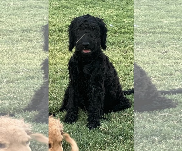 Medium Photo #1 Goldendoodle Puppy For Sale in Fort Worth, TX, USA
