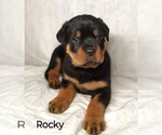 Puppy Rocky Rottweiler