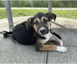 Small #10 Siberian Husky Mix