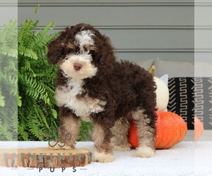 Bernedoodle (Miniature) Puppy for sale in NARVON, PA, USA