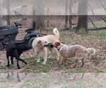 Small #6 Irish Terrier Mix