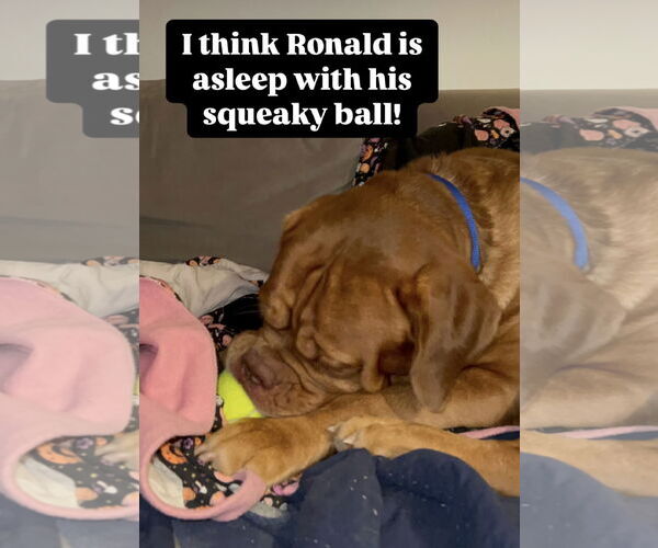 Medium Photo #4 Dogue de Bordeaux Puppy For Sale in Goodyear, AZ, USA