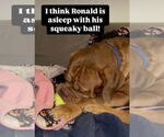 Small #3 Dogue de Bordeaux