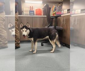 Siberian Husky Dogs for adoption in Baytown, TX, USA