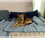 Small #1 German Shepherd Dog