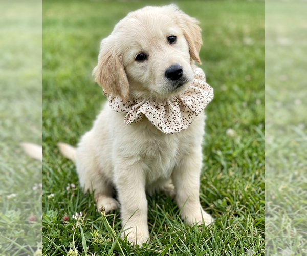 Medium Photo #4 Golden Retriever Puppy For Sale in Grovertown, IN, USA