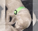 Puppy Puppy 11 Weimaraner