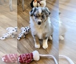 Small Photo #1 Australian Shepherd Puppy For Sale in BERESFORD, SD, USA
