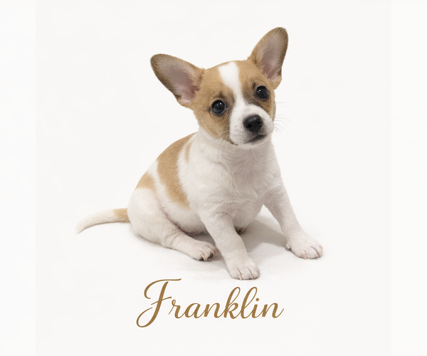 Medium Photo #1 Chihuahua Puppy For Sale in Menifee, CA, USA