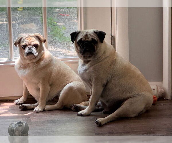 Medium Photo #2 Pug Puppy For Sale in Indianapolis, IN, USA