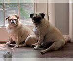Small #1 Pug