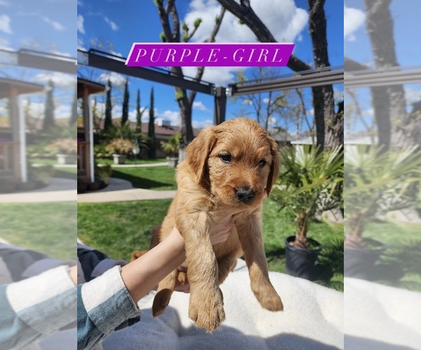Medium Photo #5 Goldendoodle Puppy For Sale in SACRAMENTO, CA, USA