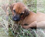 Small #9 Redbone Coonhound
