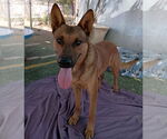 Small #1 German Shepherd Dog Mix