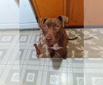 Small #11 American Pit Bull Terrier-Chocolate Labrador retriever Mix