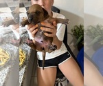 Small #2 Rhodesian Ridgeback