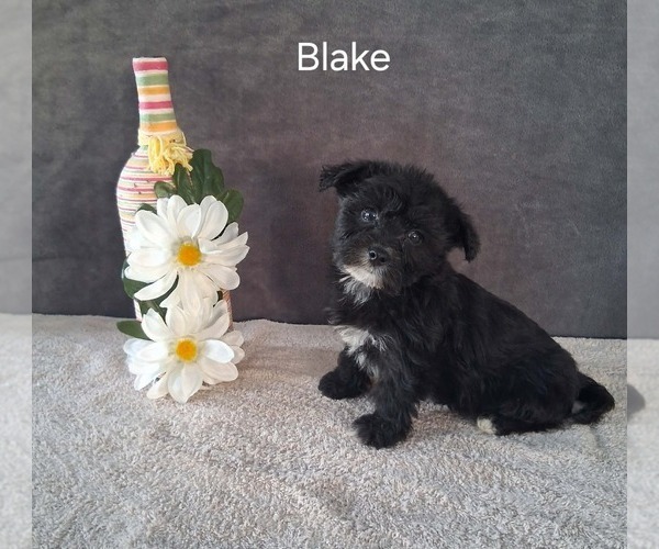 Medium Photo #3 Yo-Chon Puppy For Sale in MOUNT PLEASANT, MI, USA