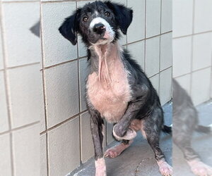 Border Collie-Unknown Mix Dogs for adoption in Corpus Christi, TX, USA