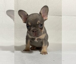 French Bulldog Puppy for sale in CHICAGO, IL, USA
