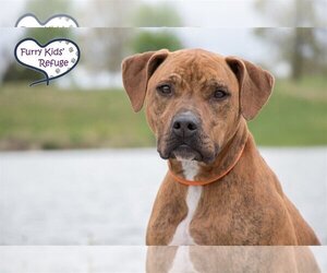 American Pit Bull Terrier-Retriever  Mix Dogs for adoption in Lee's Summit, MO, USA
