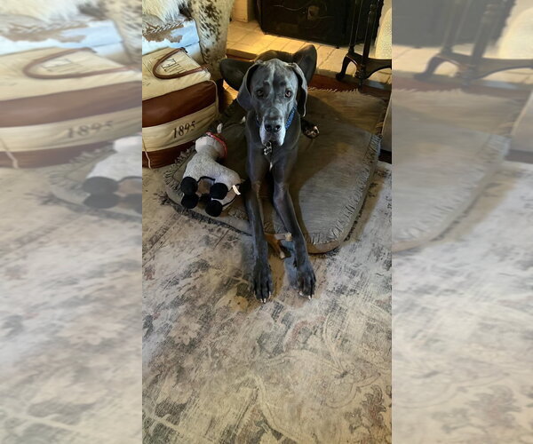 Medium Photo #8 Great Dane Puppy For Sale in Bullard, TX, USA