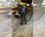 Small #7 Great Dane