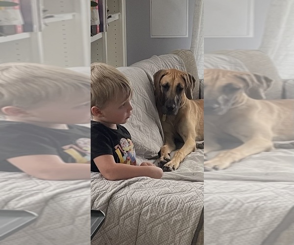 Medium Photo #8 Great Dane Puppy For Sale in NEWARK, OH, USA