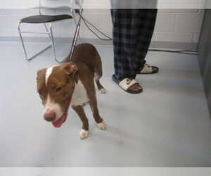Catahoula Leopard Dog Dogs for adoption in Ocala, FL, USA