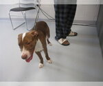 Small Catahoula Leopard Dog