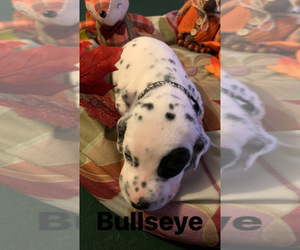 Dalmatian Puppy for sale in JACKSONVILLE, FL, USA