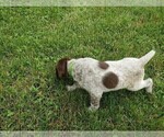 Puppy 2 German Shorthaired Pointer