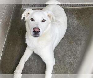 Labrador Retriever-Unknown Mix Dogs for adoption in Orange, CA, USA