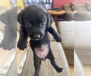 Alaskan Husky-Chihuahua Mix Puppy for sale in TRACY, CA, USA