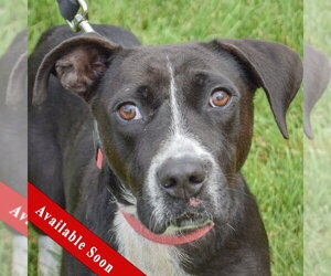 Pointer-Unknown Mix Dogs for adoption in Huntley, IL, USA