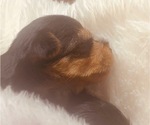 Small Photo #14 Yorkshire Terrier Puppy For Sale in W WARWICK, RI, USA