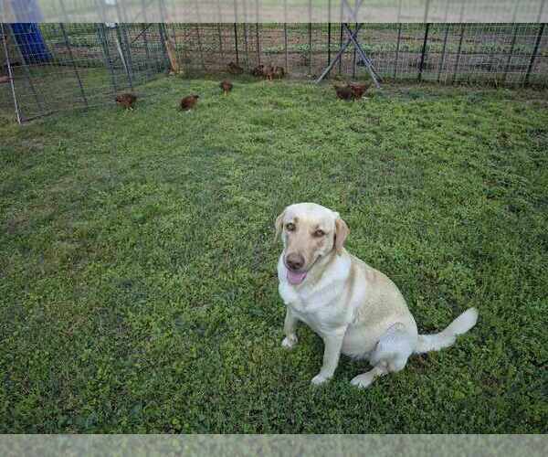 Medium Photo #14 Labrador Retriever Puppy For Sale in GAFFNEY, SC, USA
