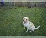 Small #13 Labrador Retriever