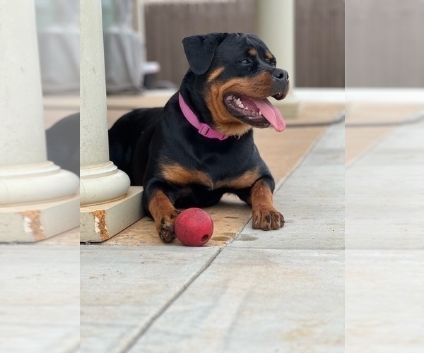 Medium Photo #33 Rottweiler Puppy For Sale in VONORE, TN, USA