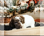 Small Photo #2 Labradoodle Puppy For Sale in TARBORO, NC, USA