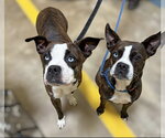 Small #1 Boston Terrier-Boxer Mix