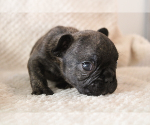 Medium Photo #10 French Bulldog Puppy For Sale in SPRING, TX, USA