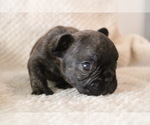 Small #9 French Bulldog