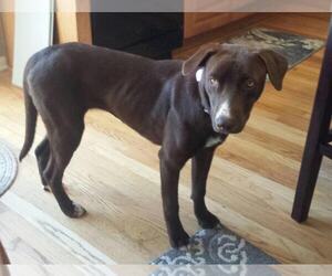Medium Labrador Retriever Mix