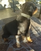 Small Photo #12 Rottweiler Puppy For Sale in RANCHO CORDOVA, CA, USA