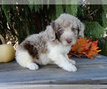 Small #5 Labradoodle