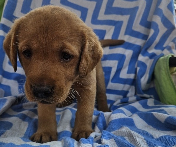 Medium Photo #13 Labrador Retriever Puppy For Sale in BUFFALO, NY, USA