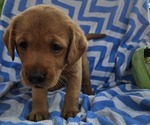 Small #12 Labrador Retriever