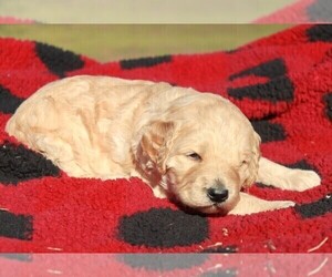 Labradoodle-Poodle (Standard) Mix Puppy for Sale in GRANBURY, Texas USA
