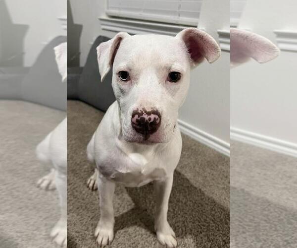 Medium Photo #1 Mutt Puppy For Sale in Rockwall, TX, USA