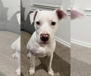 Mutt Dogs for adoption in Rockwall, TX, USA